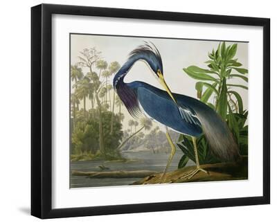 Audubon: Heron, 1827 - Black Framed Art Print Wall Art, 16x12