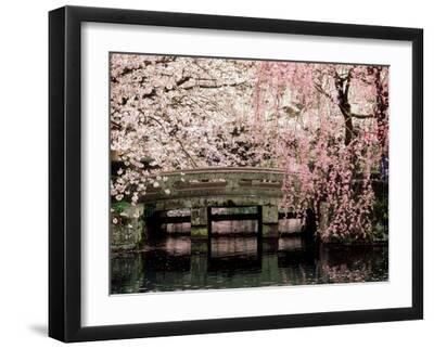 Cherry Blossoms, Mishima Taisha Shrine, Shizuoka - Black Framed Art Print Wall Art, 16x12