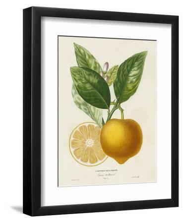 French Lemon Botanical III - Black Framed Art Print Wall Art, 9x12