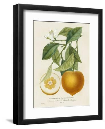 French Orange Botanical I - Black Framed Art Print Wall Art, 9x12