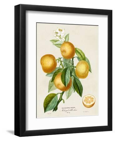 French Orange Botanical III - Black Framed Art Print Wall Art, 9x12