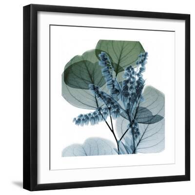Lilly of Eucalyptus 2 - Black Framed Art Print Wall Art, 16x16