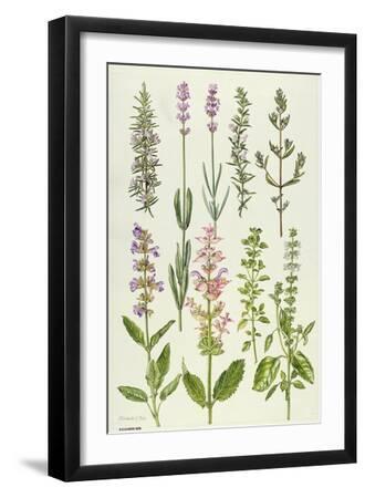 Rosemary and Other Herbs - Black Framed Art Print Wall Art, 12x18