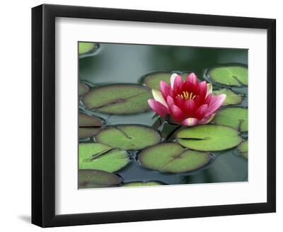 Water Lily and Pods at the Woodland Park Zoo Rose Garden, Washington, USA - Black Framed Art Print Wall Art, 12x9
